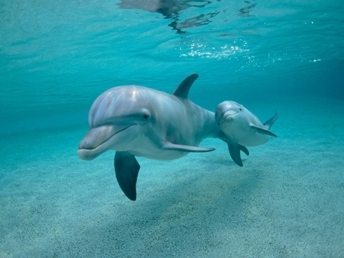 http://anicroche.cowblog.fr/images/dauphins.jpg